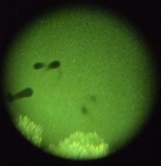 Gen3 Night Vision Intensifier Tube 43mm Diameter