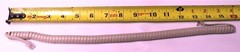 Scitec Hotel Phone Handset Cord Analog STC 2510D 2554W Curly Ash 9Ft